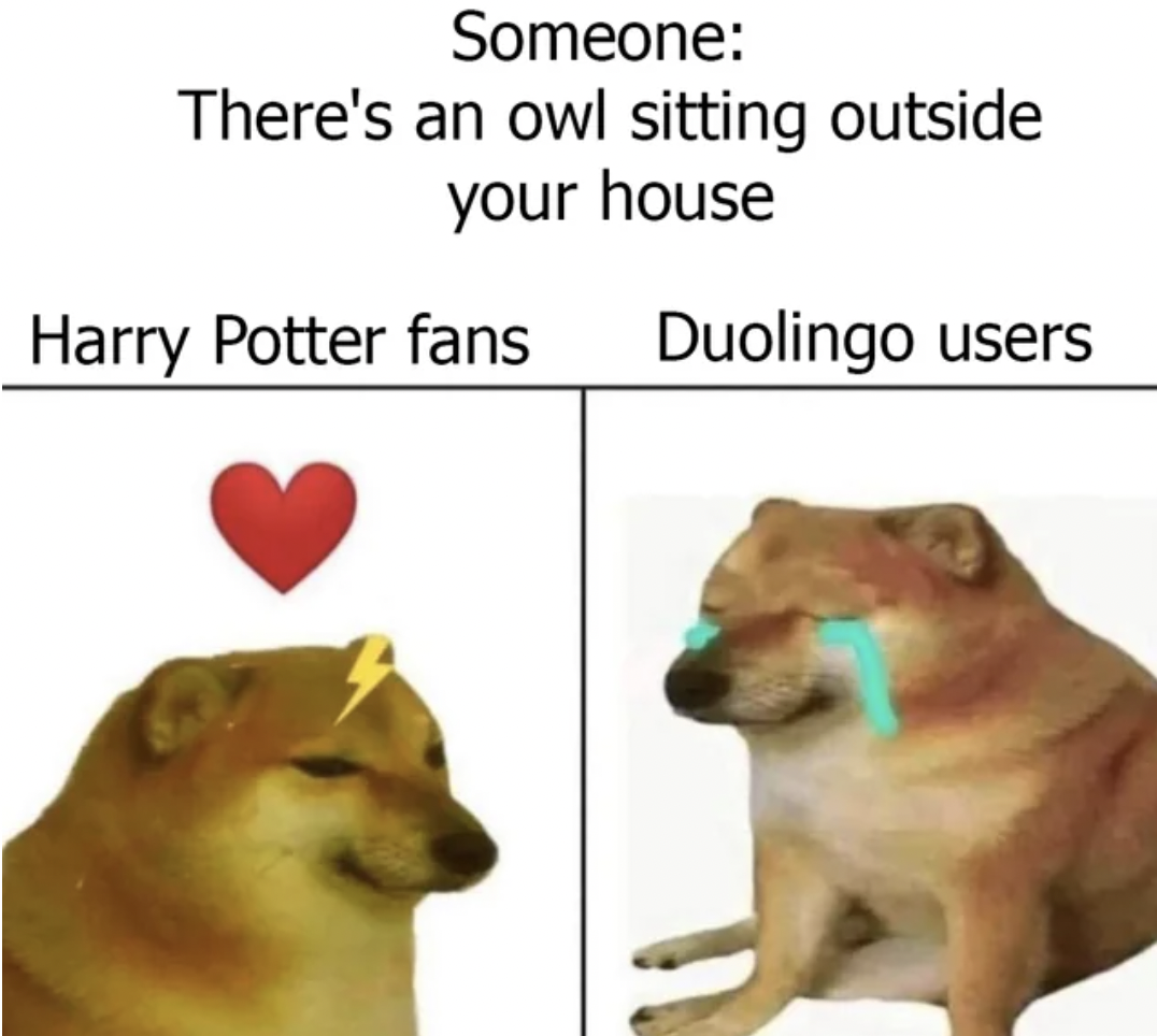 dog - Someone There's an owl sitting outside your house Harry Potter fans Duolingo users