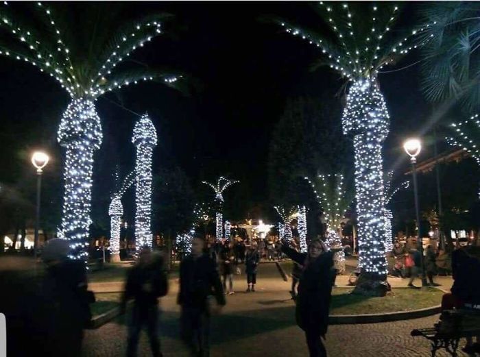 palm tree christmas lights - Ready