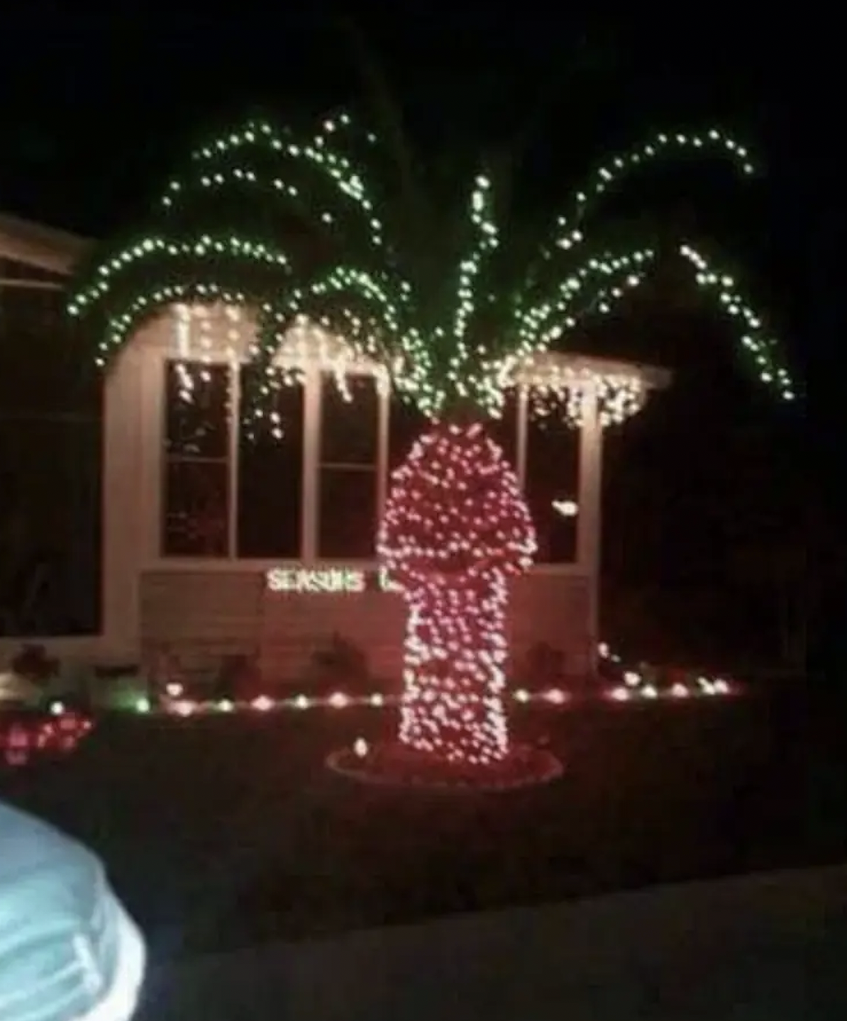don t put lights on a palm tree - Show'S