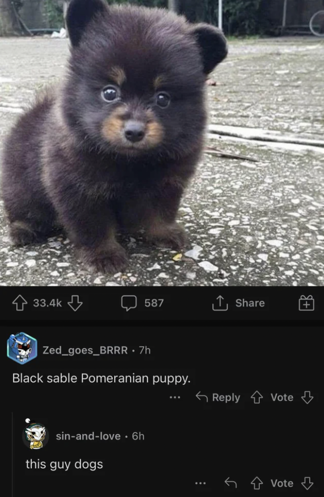 bear puppy - Zed_goes_BRRR 7h Black sable Pomeranian puppy. sinandlove6h 587 this guy dogs Vote S Vote