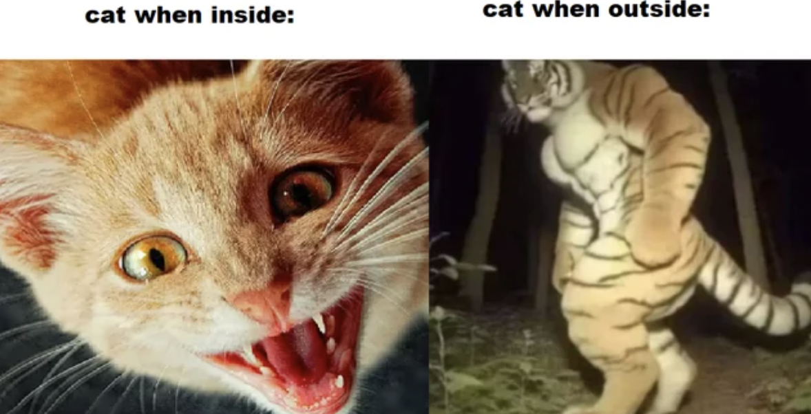 cat - cat when inside cat when outside
