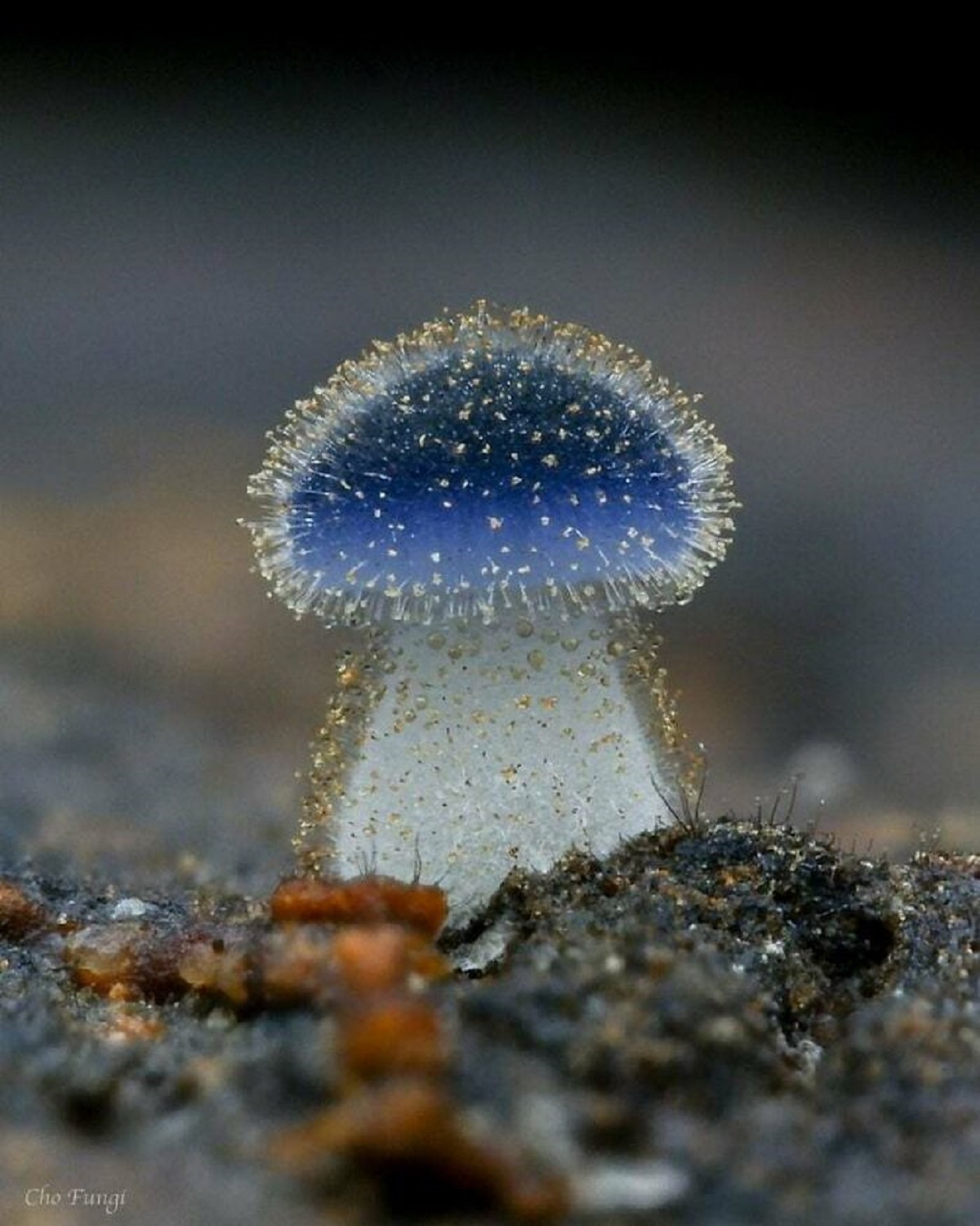 fascinating photos - mycena subcyanocephala - Cho Fungi