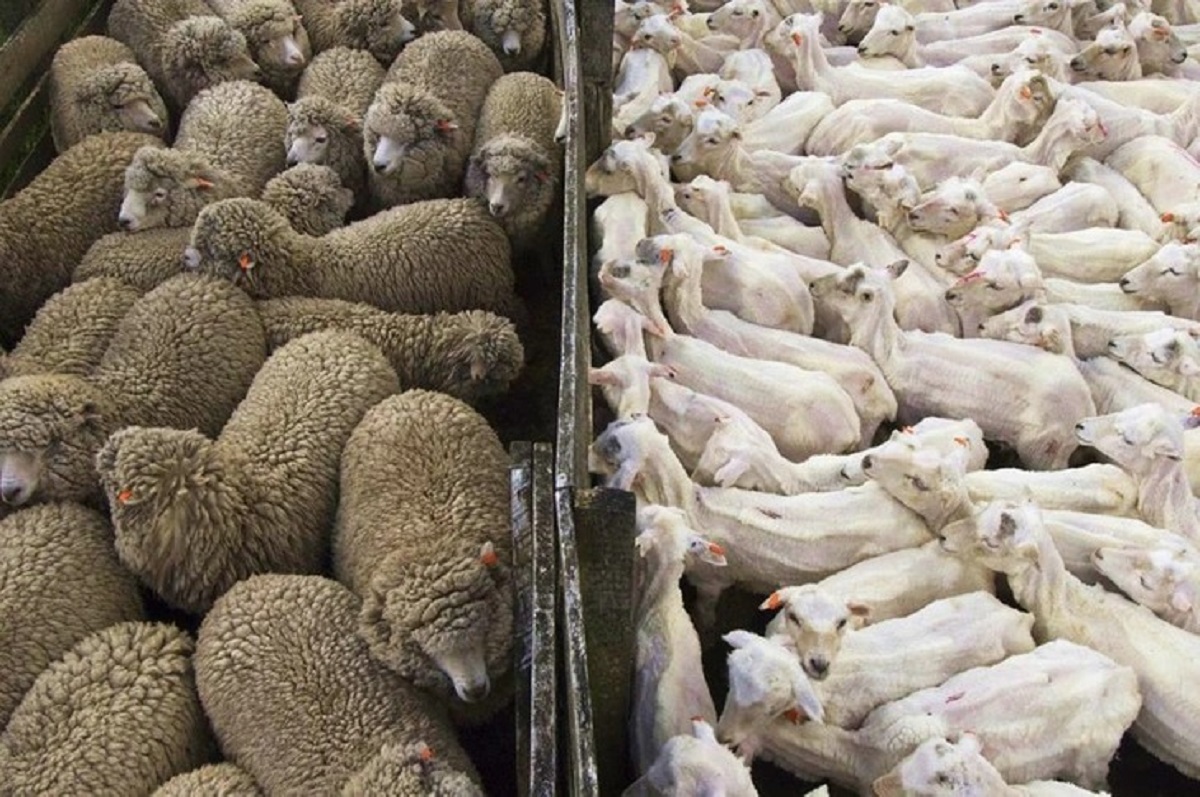 fascinating photos - peel your sheeps