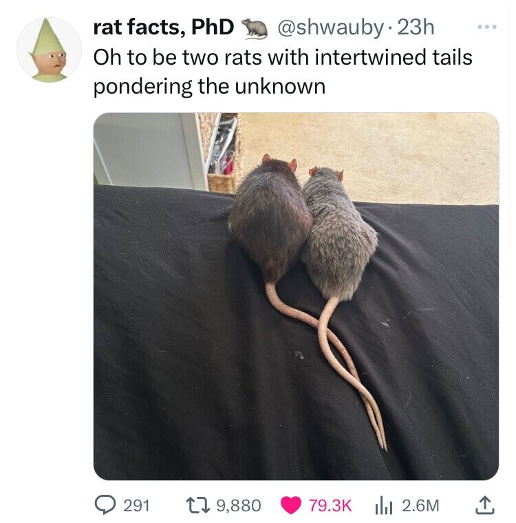 rat - rat facts, PhD 23h Oh to be two rats with intertwined tails pondering the unknown 291 1 9,880 2.6M