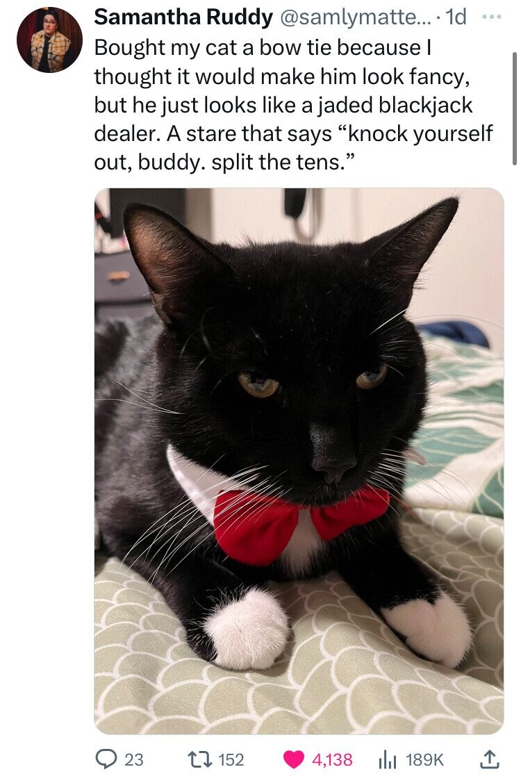 black cat - Samantha Ruddy .... 1d Bought my cat a bow tie because I thought it would make him look fancy, but he just looks a jaded blackjack dealer. A stare that says