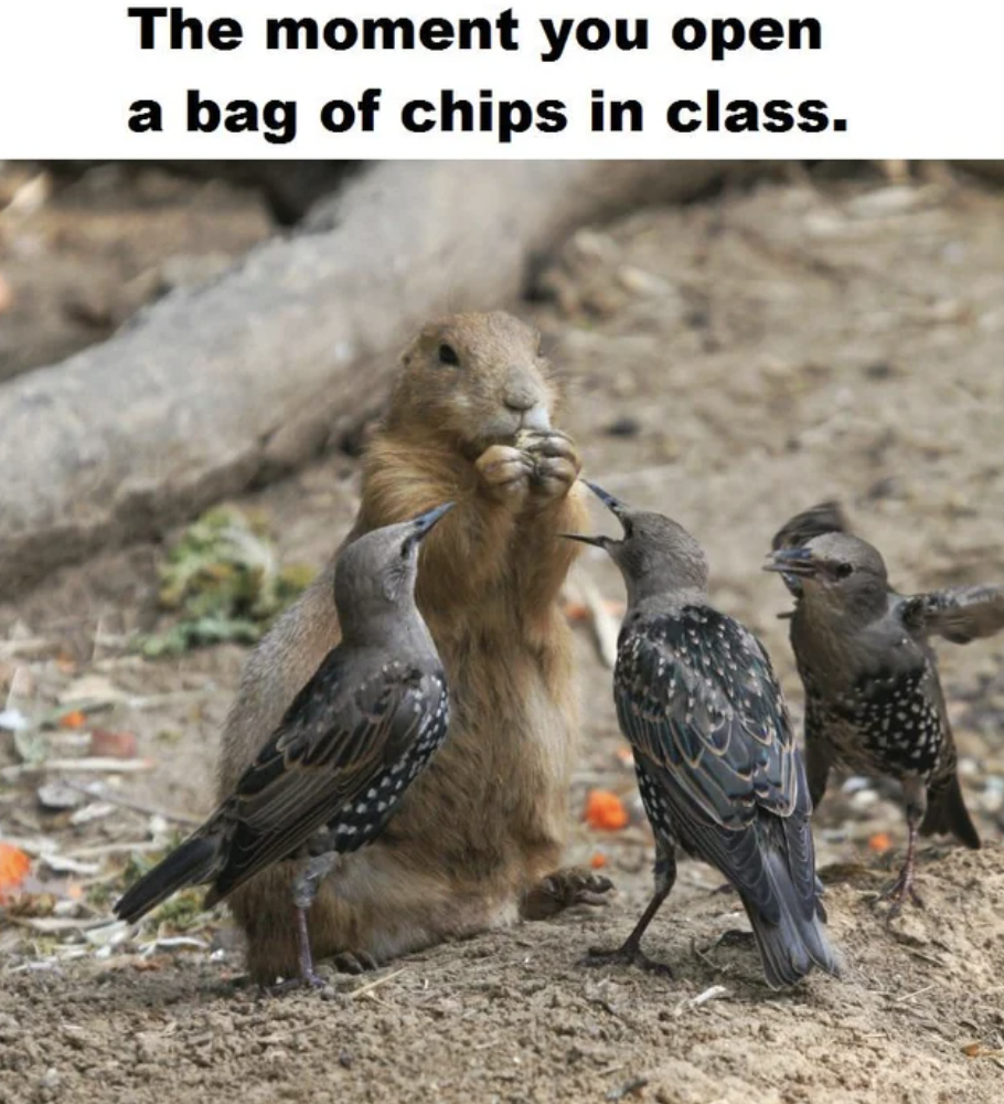 fauna - The moment you open a bag of chips in class.