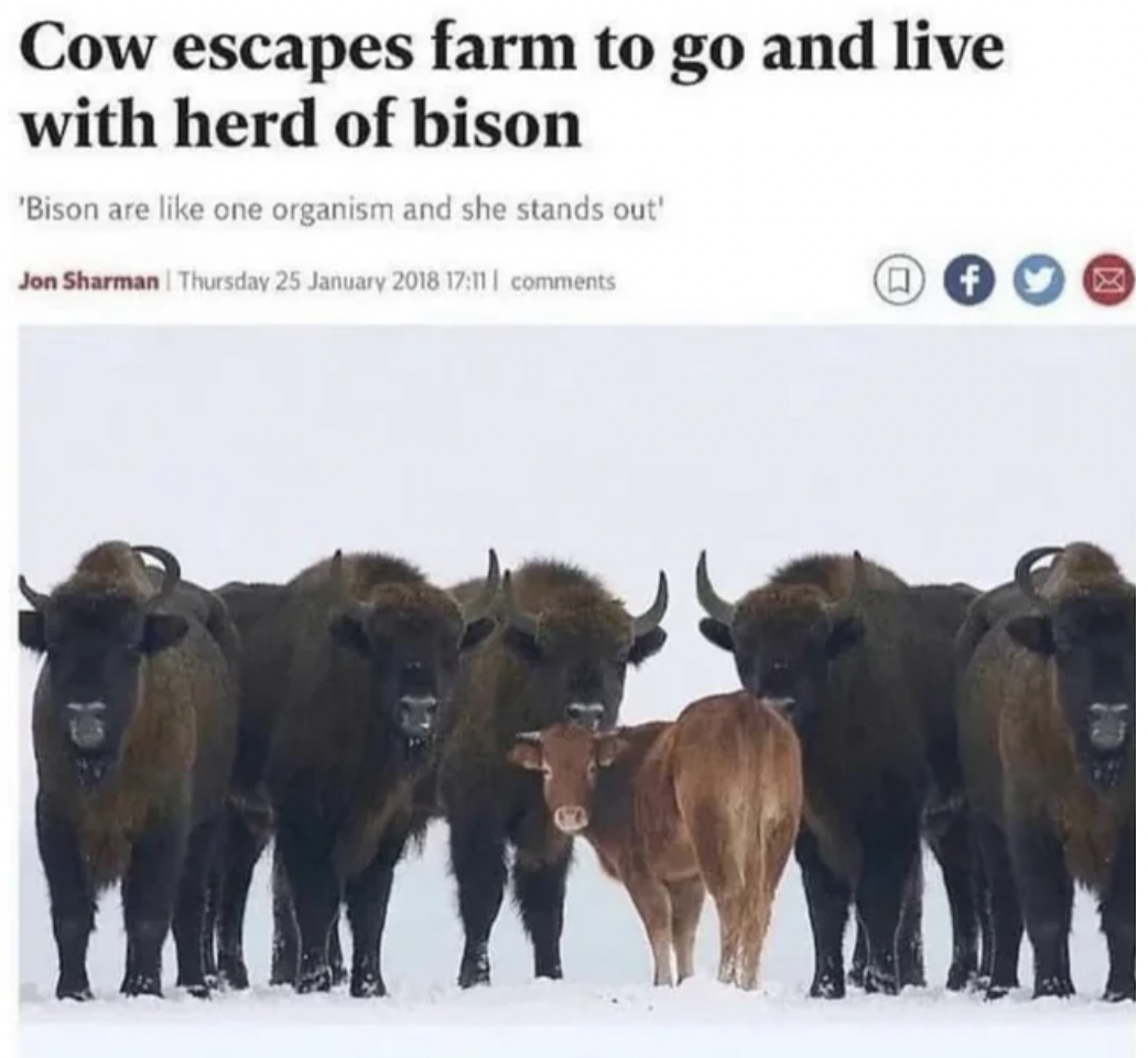 cow escapes farm to live with bison - Cow escapes farm to go and live with herd of bison 'Bison are one organism and she stands out! Jon Sharman Thursday f 150