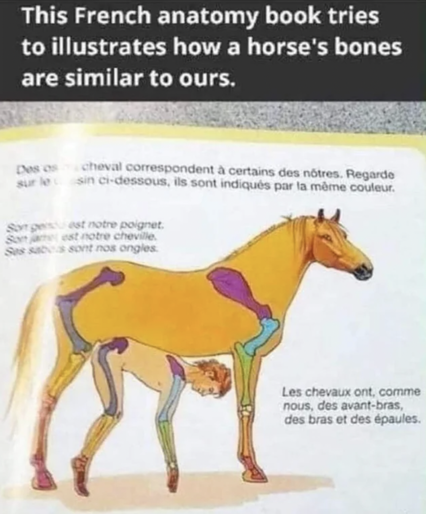 french anatomy book horse