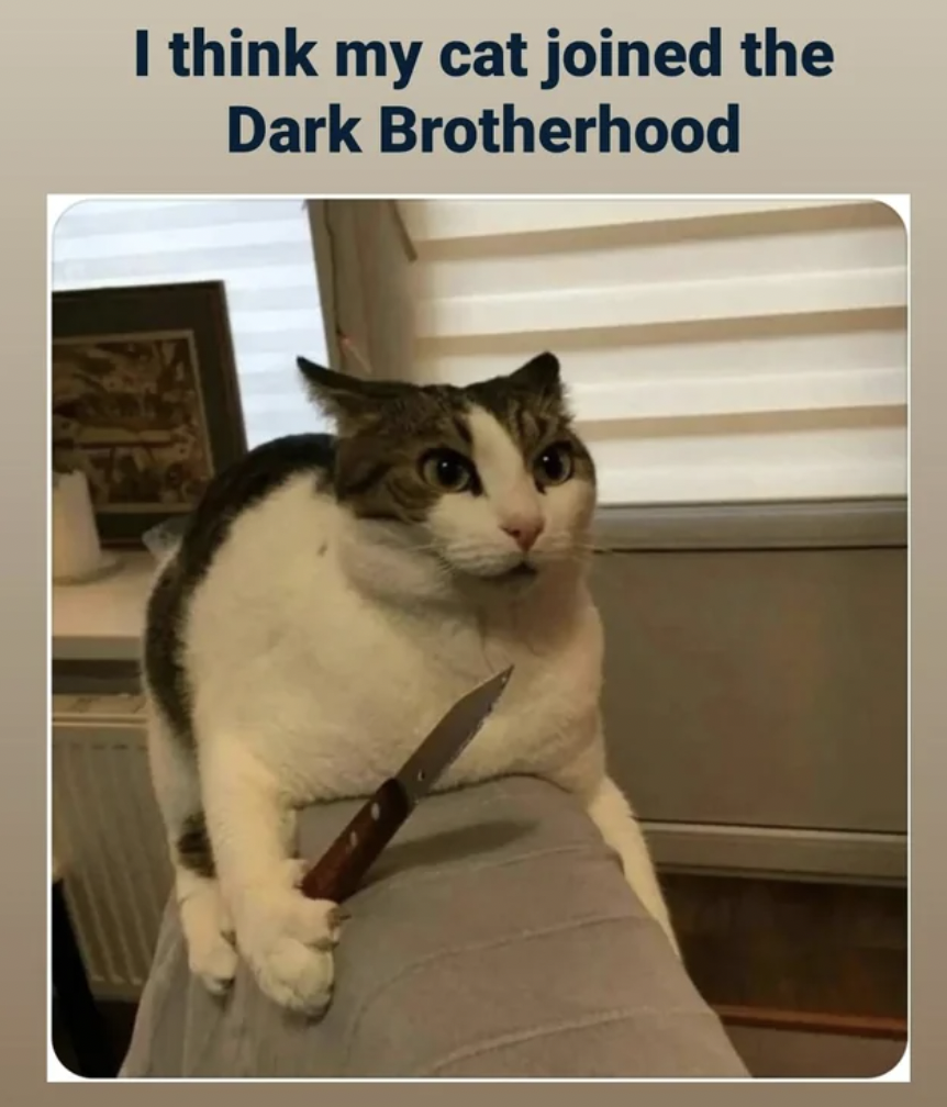 photo caption - I think my cat joined the Dark Brotherhood