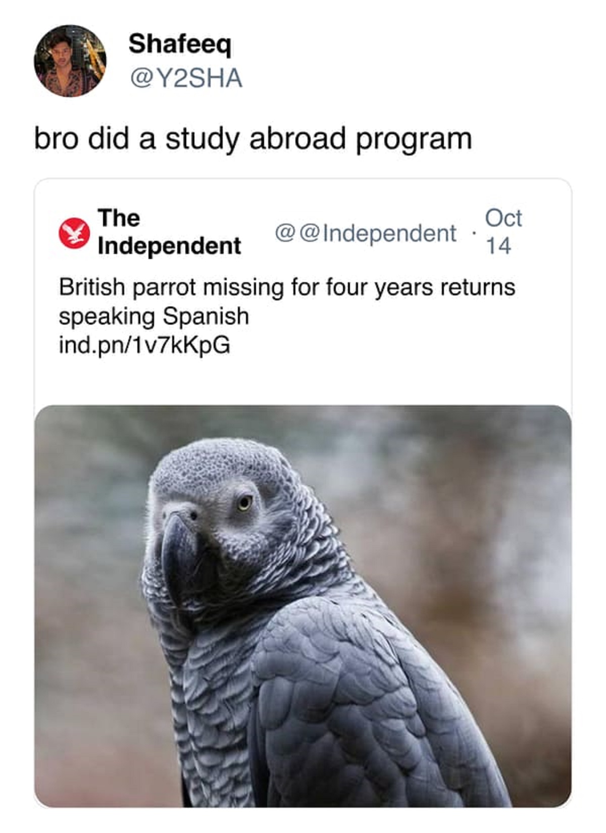 fauna - Shafeeq bro did a study abroad program The Oct 14 @ Independent British parrot missing for four years returns speaking Spanish ind.pnKpG