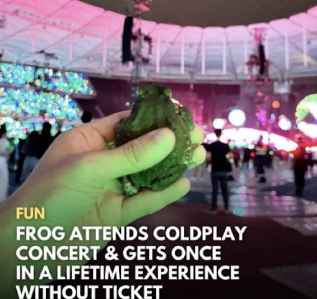 fun - Fun Frog Attends Coldplay Concert & Gets Once In A Lifetime Experience Without Ticket