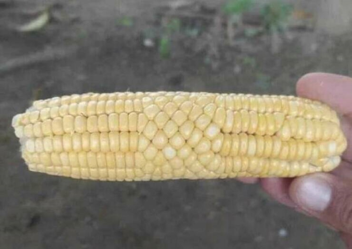 glitch in the matrix corn