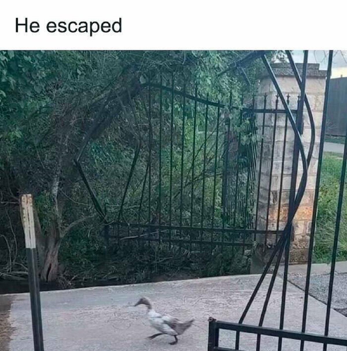 never underestimate the power of a duck - He escaped
