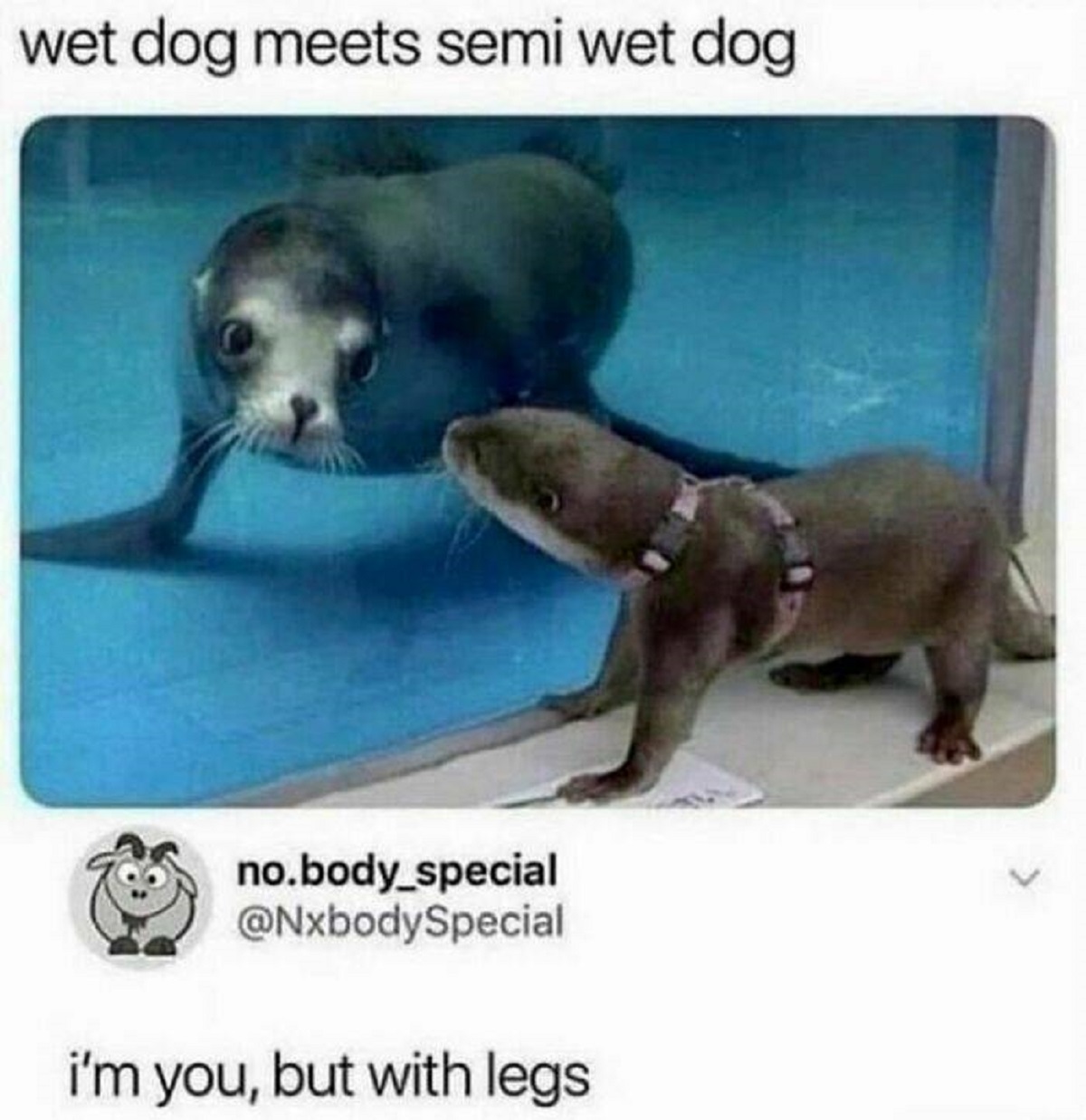 fauna - wet dog meets semi wet dog no.body_special i'm you, but with legs