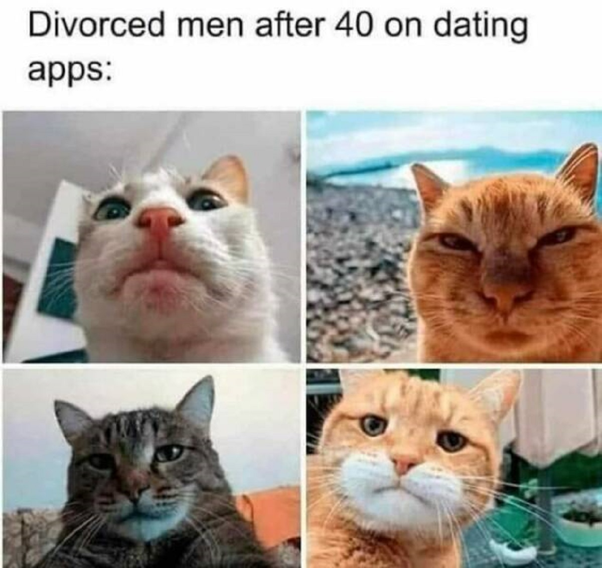 cats men on dating over 40 - Divorced men after 40 on dating apps