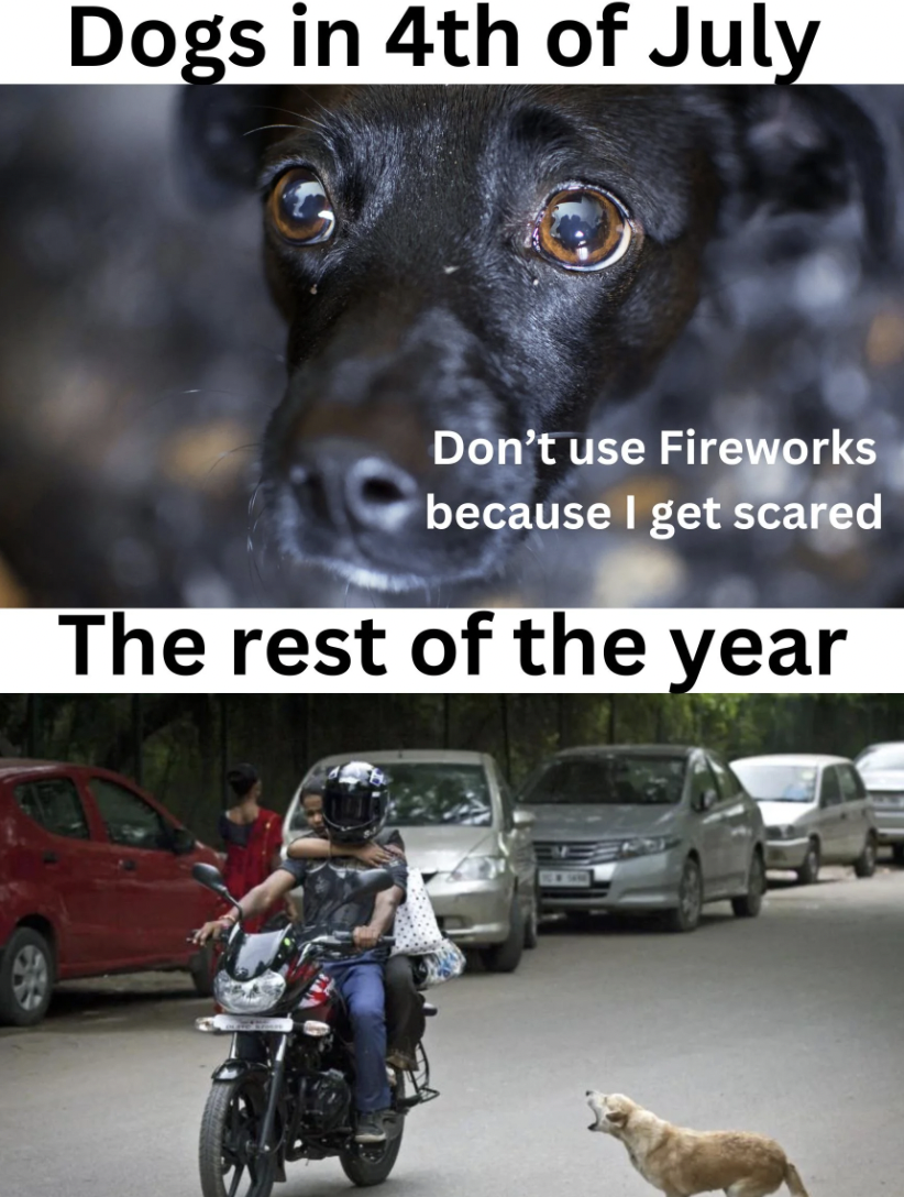 photo caption - Dogs in 4th of July Don't use Fireworks because I get scared The rest of the year