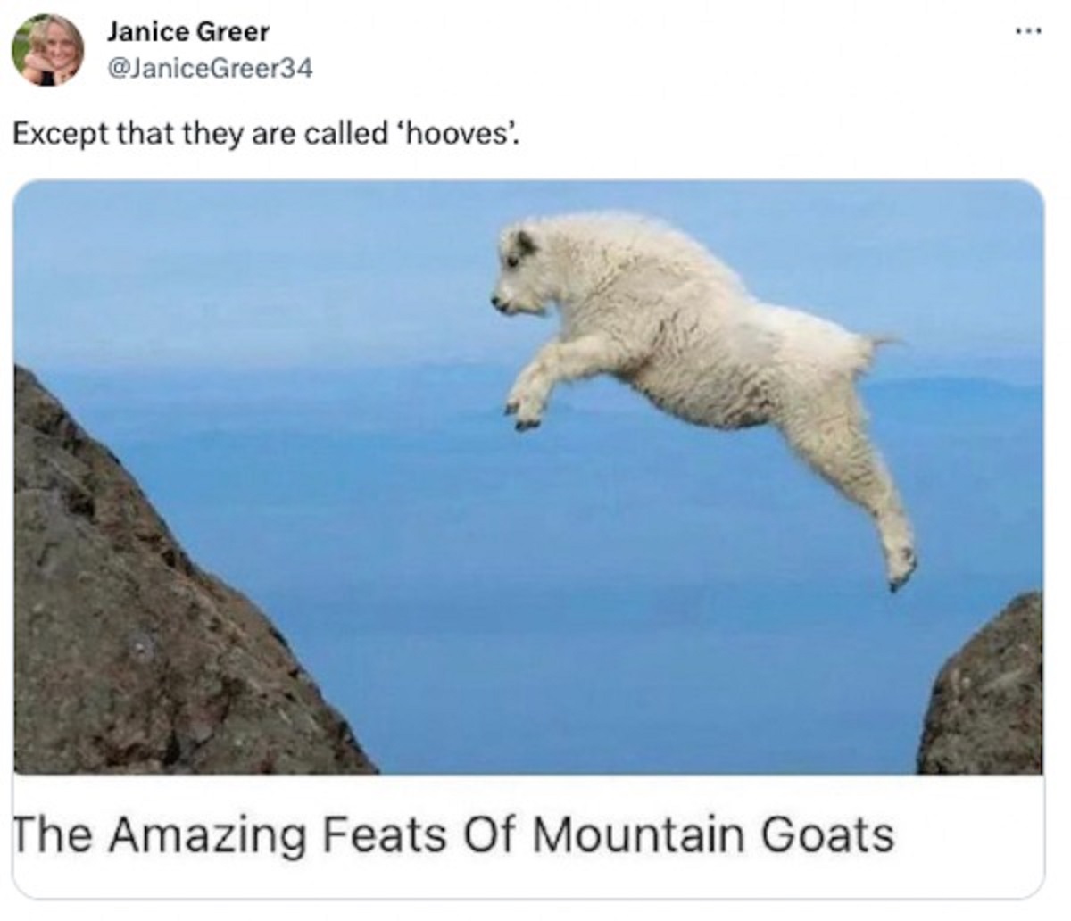 fauna - Janice Greer Except that they are called 'hooves'. The Amazing Feats Of Mountain Goats