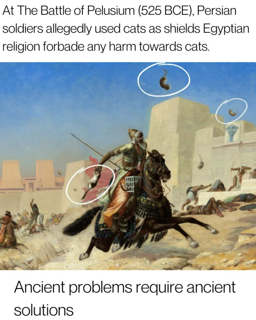 cyrus the great conquered babylon - At The Battle of Pelusium 525 Bce, Persian soldiers allegedly used cats as shields Egyptian religion forbade any harm towards cats. Fun But Ancient problems require ancient solutions