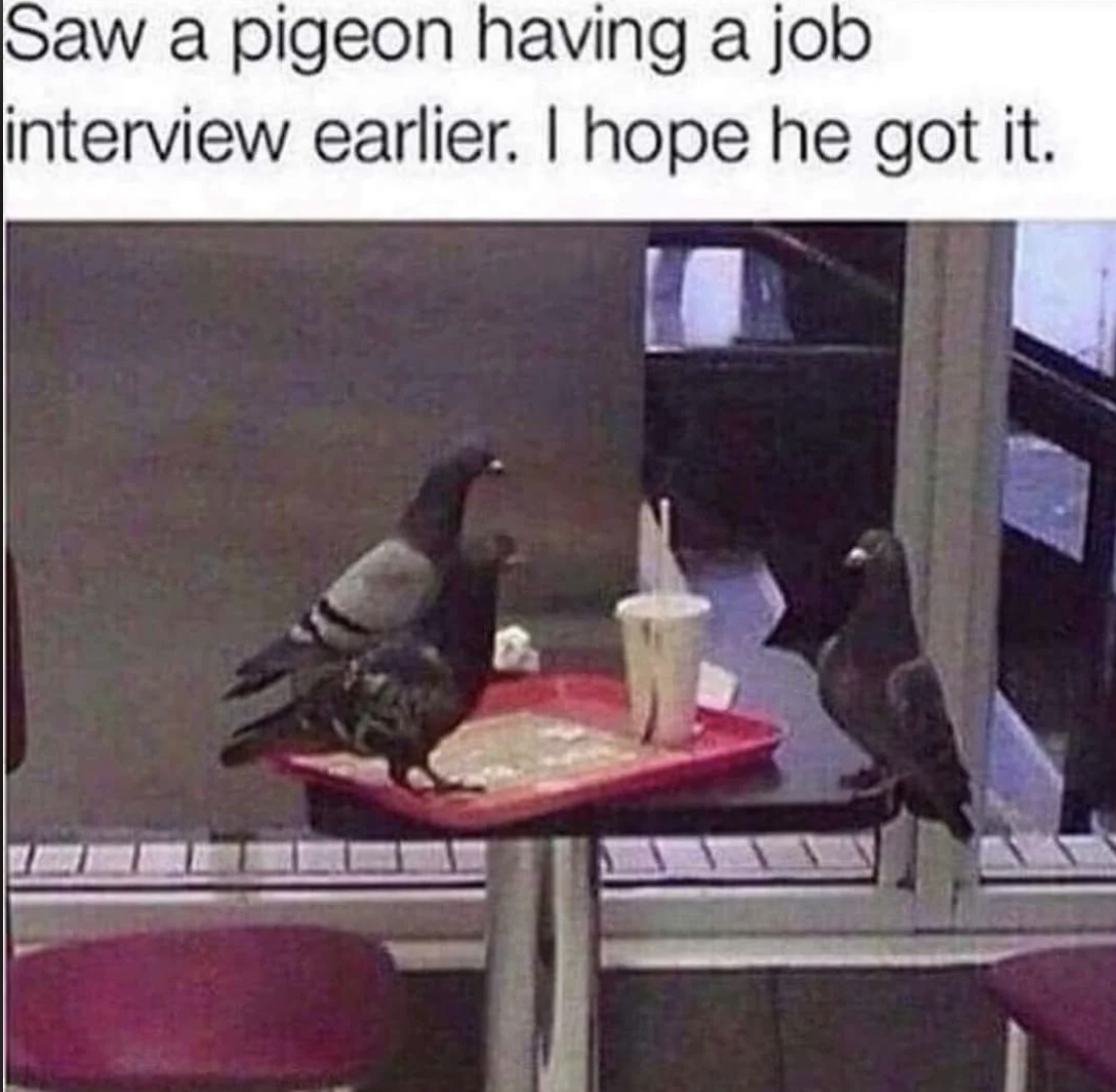 pigeon having a job interview - Saw a pigeon having a job interview earlier. I hope he got it.