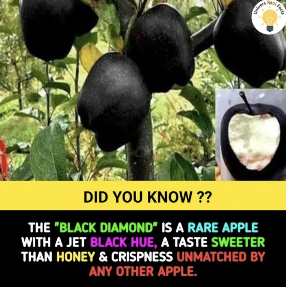 black diamond apple price - anyon Did You Know?? The "Black Diamond" Is A Rare Apple With A Jet Black Hue, A Taste Sweeter Than Honey & Crispness Unmatched By Any Other Apple. Real Facts