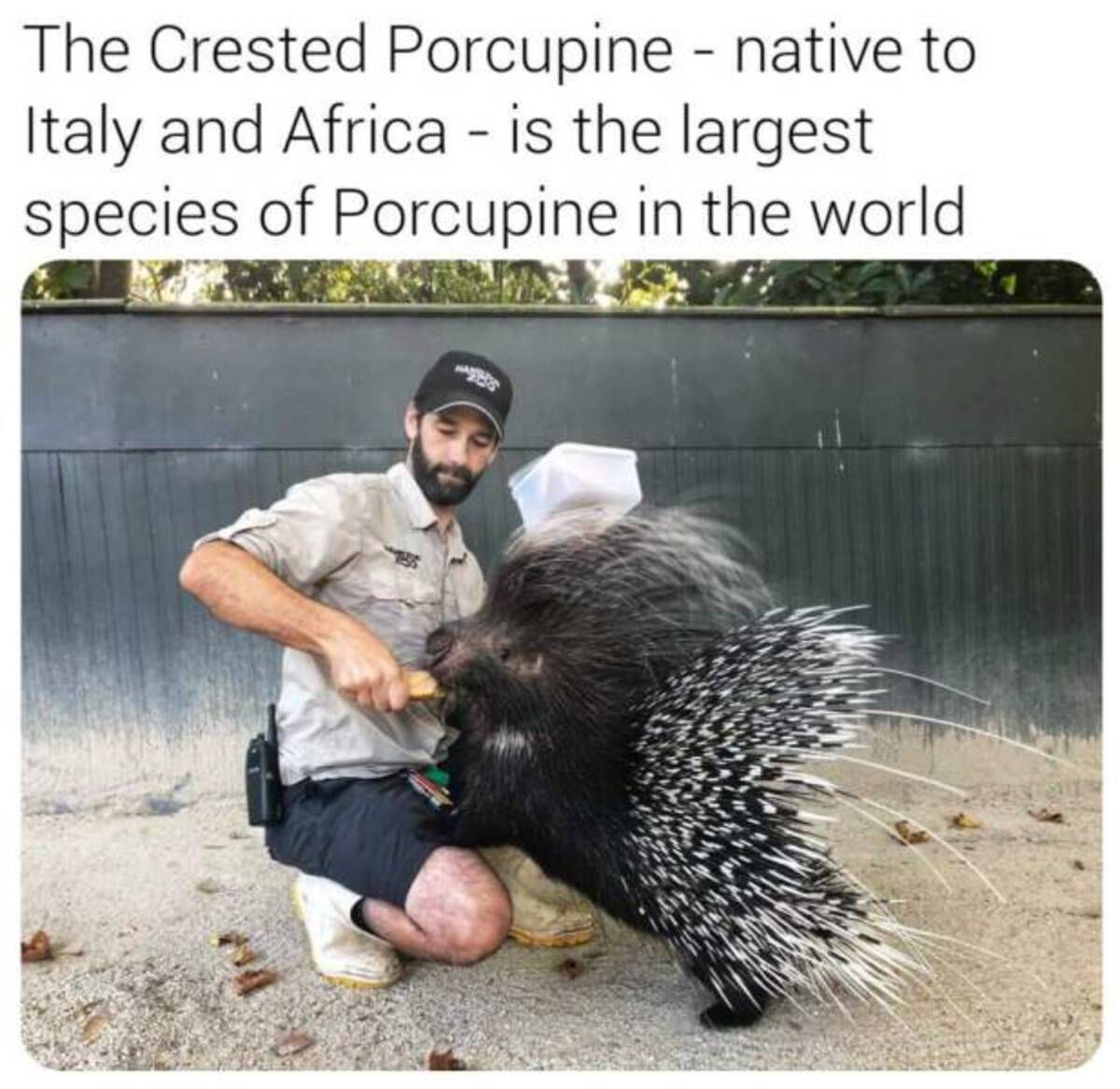 fauna - The Crested Porcupine native to Italy and Africa is the largest species of Porcupine in the world