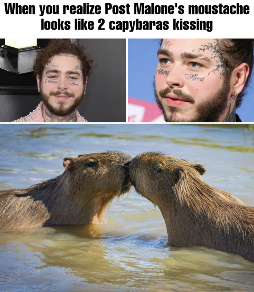 fauna - When you realize Post Malone's moustache looks 2 capybaras kissing