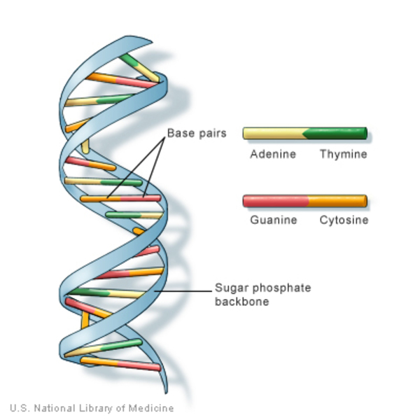 structure of dna - Base pairs U.S. National Library of Medicine Adenine Thymine Guanine Cytosine Sugar phosphate backbone