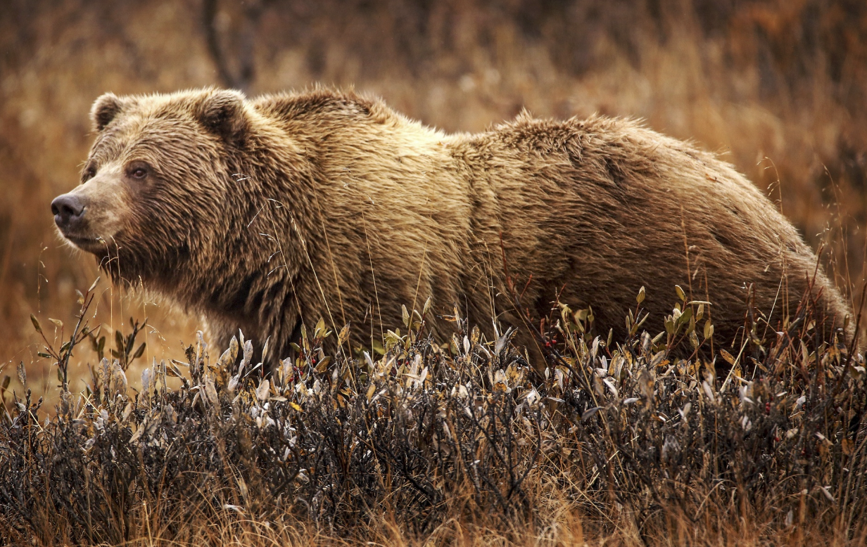 grizzly bears keystone species