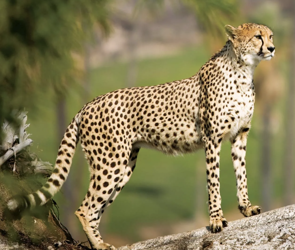 southeast african cheetah