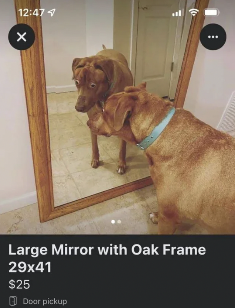 mirror for sale dog meme - 4 X Large Mirror with Oak Frame 29x41 $25 Door pickup