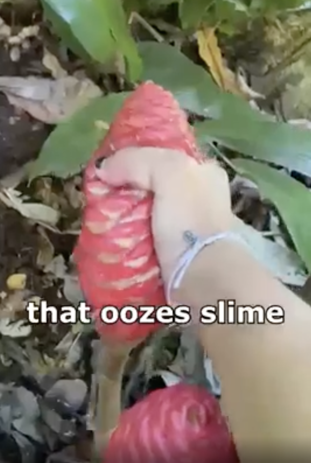 medicinal mushroom - that oozes slime
