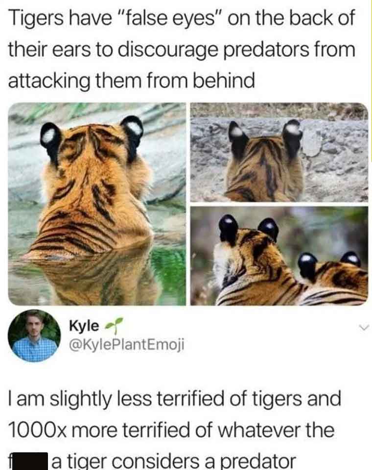 tiger memes - Tigers have "false eyes" on the back of their ears to discourage predators from attacking them from behind Kyle I am slightly less terrified of tigers and 1000x more terrified of whatever the a tiger considers a predator