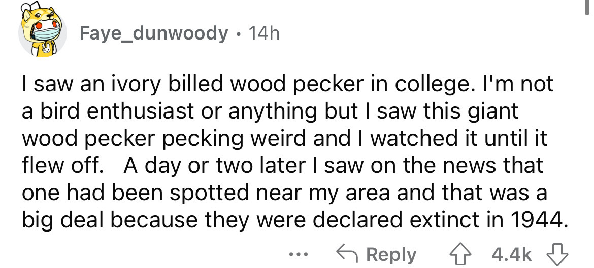 pilsudski's pikeliškės manor - Faye_dunwoody 14h I saw an ivory billed wood pecker in college. I'm not a bird enthusiast or anything but I saw this giant wood pecker pecking weird and I watched it until it flew off. A day or two later I saw on the news th