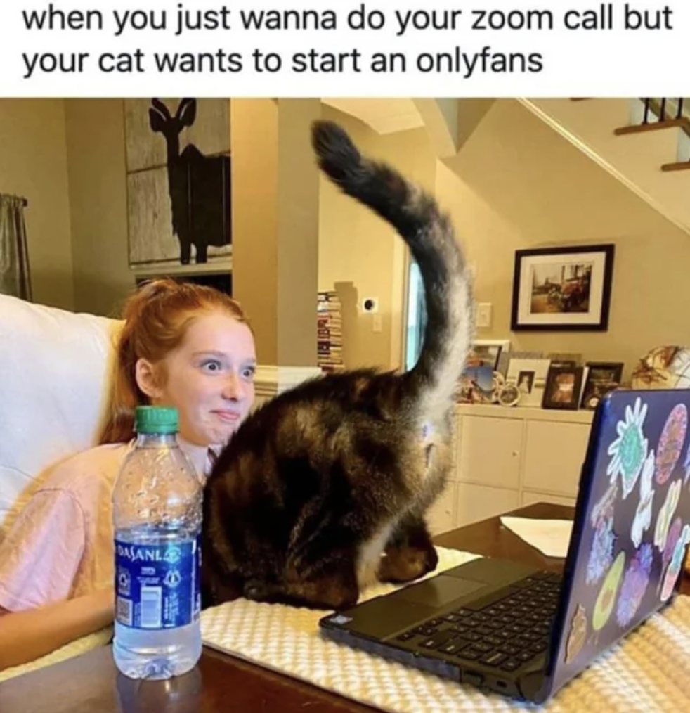 only fans cats - when you just wanna do your zoom call but your cat wants to start an onlyfans Asanl