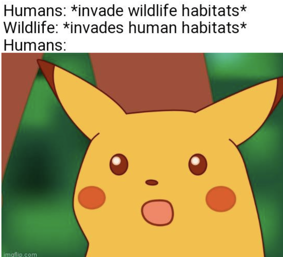 cartoon - Humans invade wildlife habitats Wildlife invades human habitats Humans imgflip.com