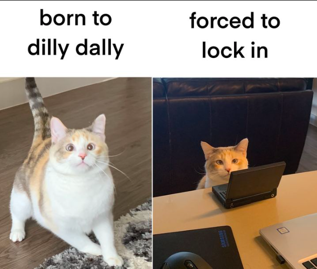 photo caption - born to dilly dally forced to lock in 0