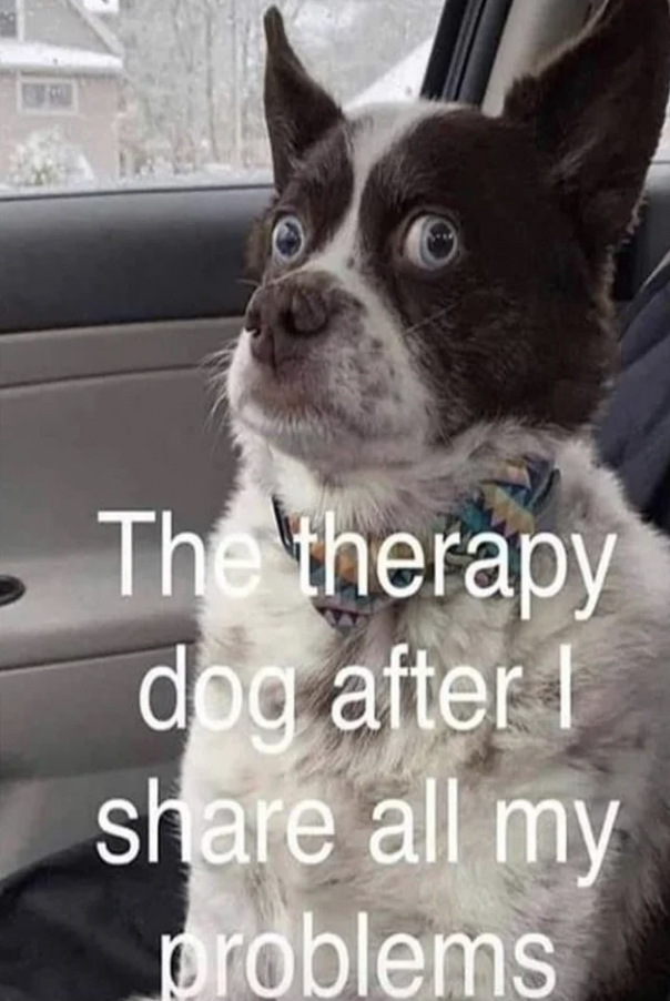 photo caption - The therapy dog after I all my problems