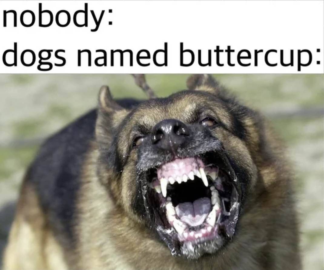 dogs dangerous - nobody dogs named buttercup