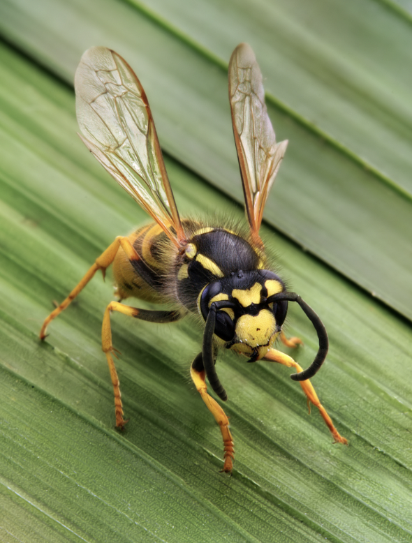 That not all wasps are bad. A lot of wasps are parasites and predators of disease-carrying insects and various crop pests. Then there are fig wasps which are responsible for fig trees being able to reproduce.
