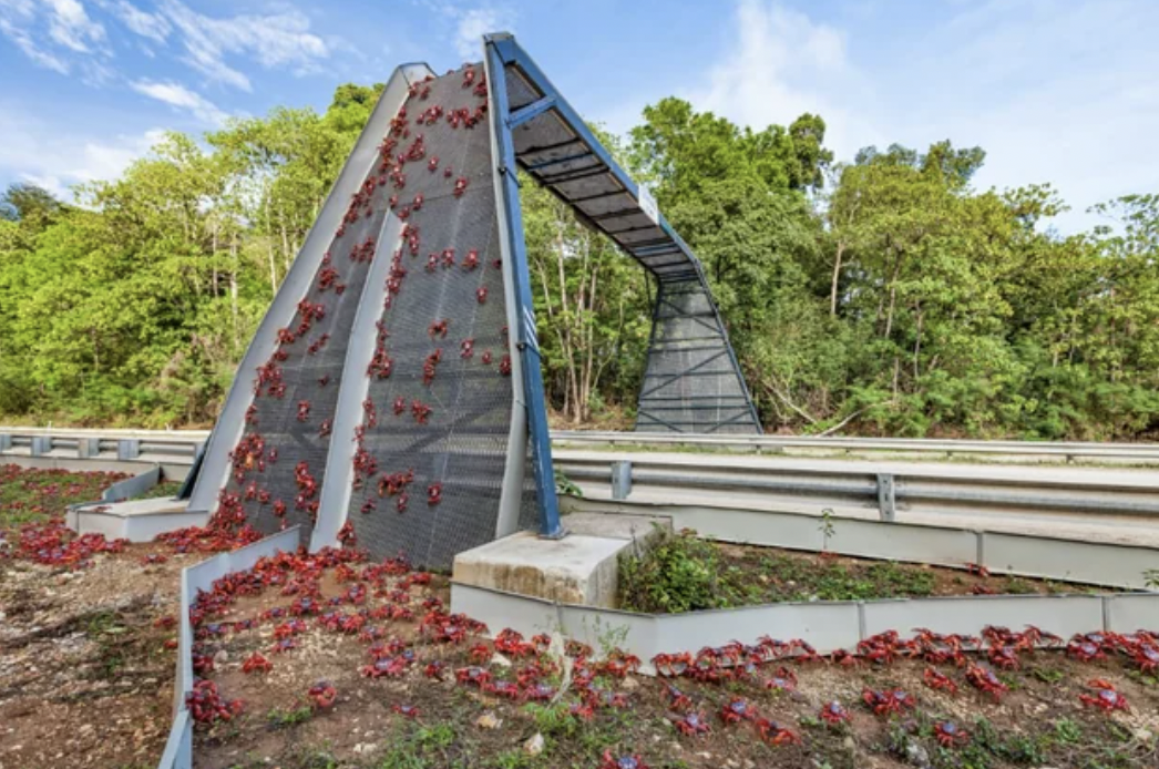 Crab overpass on Christmas Island, preventing migrating crabs from getting run over.