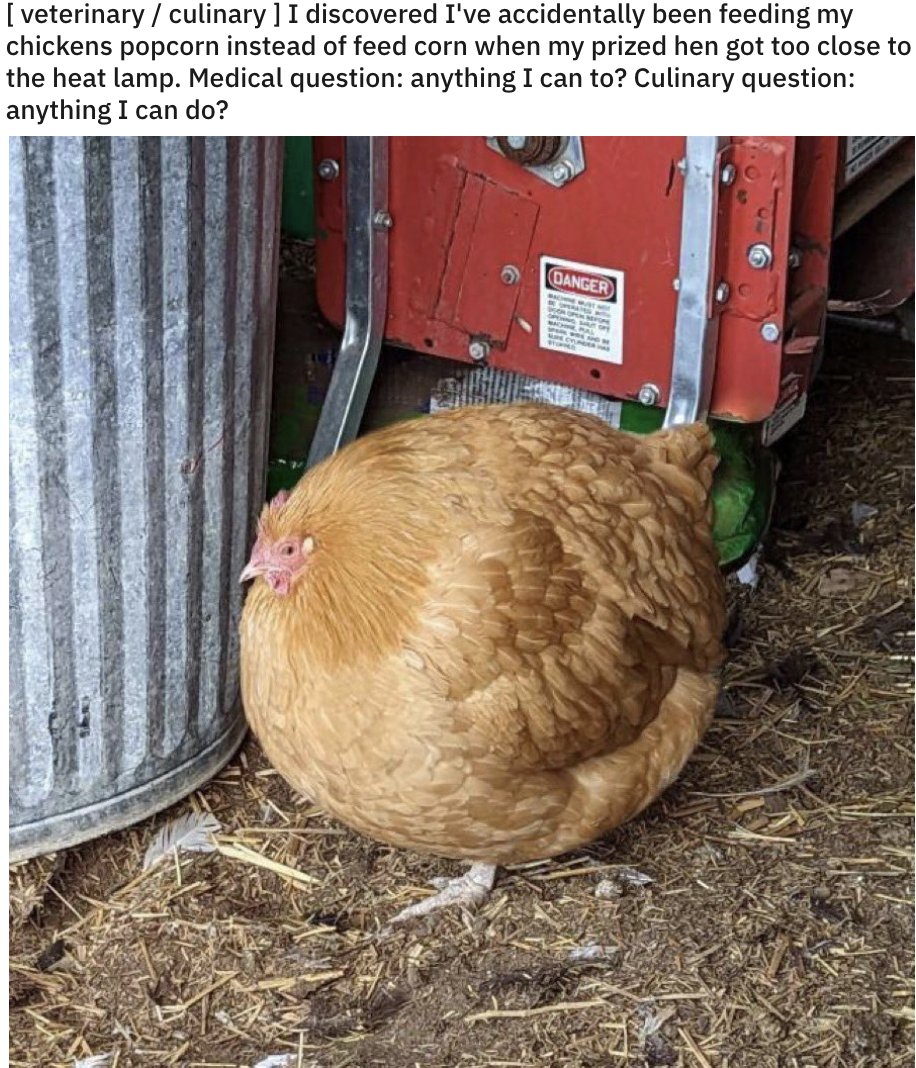 don t use the term absolute unit - veterinary culinary I discovered I've accidentally been feeding my chickens popcorn instead of feed corn when my prized hen got too close to the heat lamp. Medical question anything I can to? Culinary question anything I