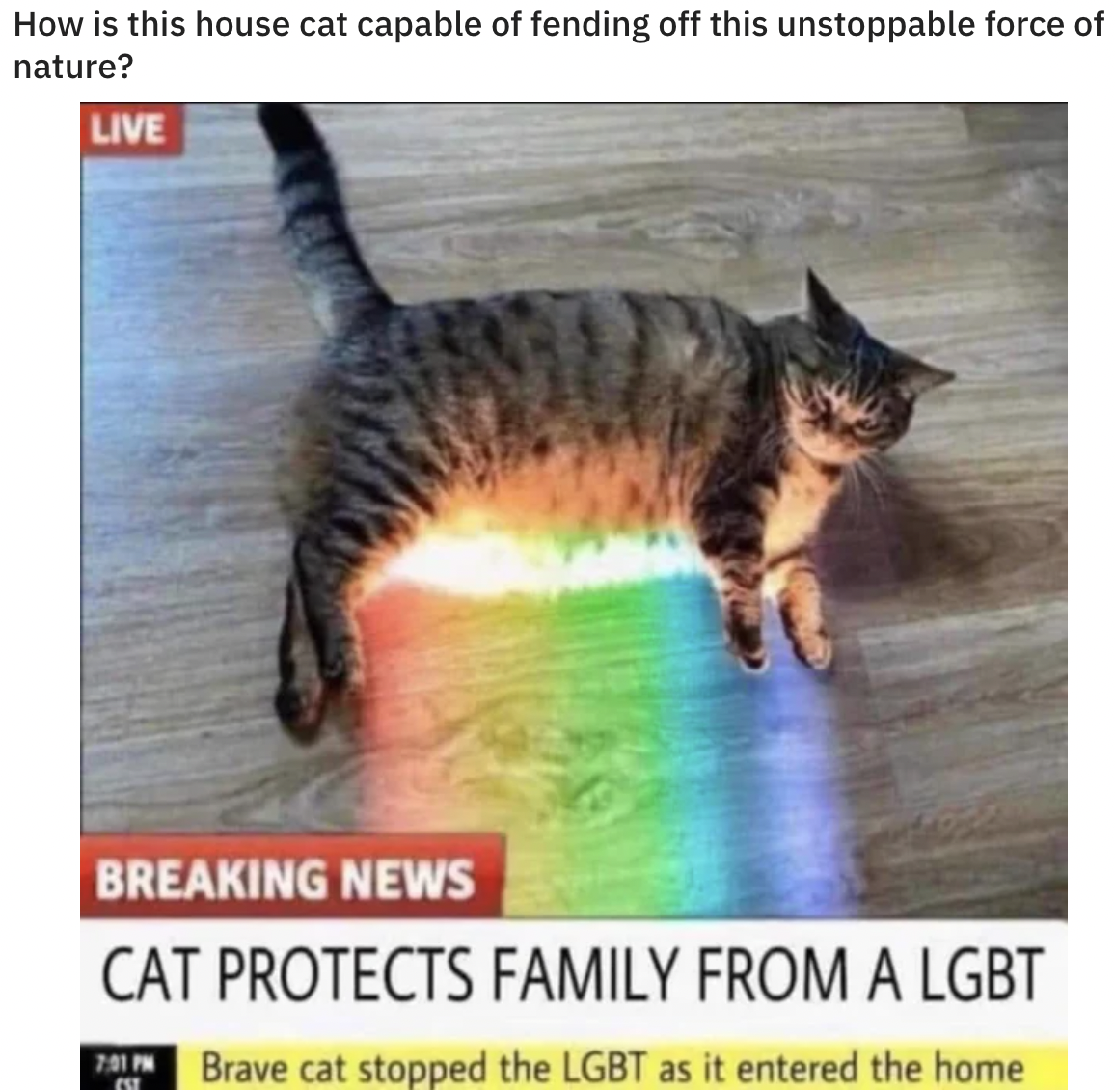ok magazine - How is this house cat capable of fending off this unstoppable force of nature? Live Breaking News Cat Protects Family From A Lgbt Brave cat stopped the Lgbt as it entered the home est