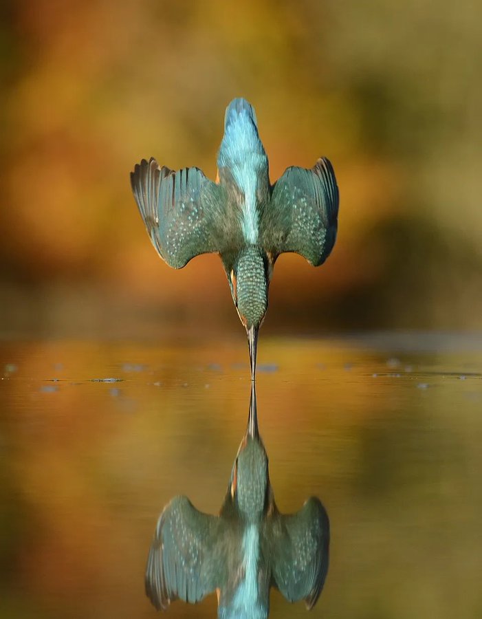 kingfisher diving