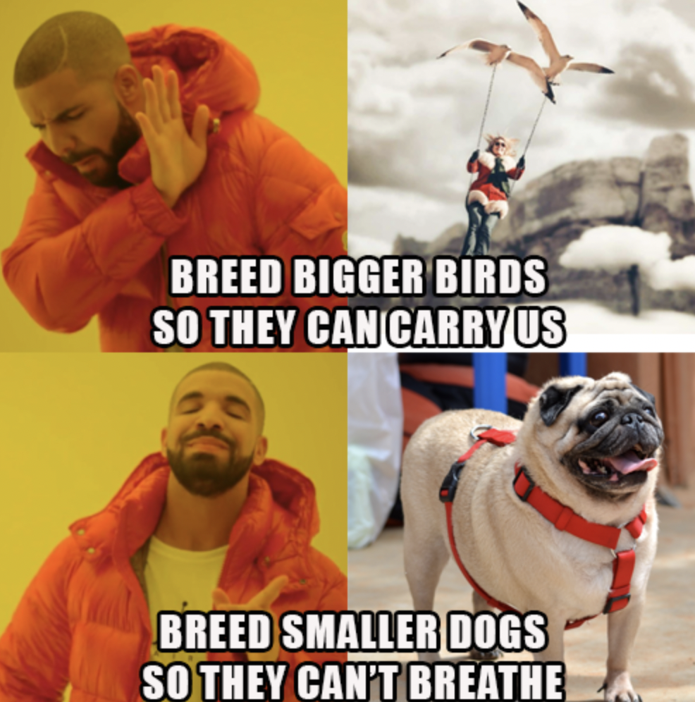 rabbitohs - Breed Bigger Birds So They Can Carry Us Breed Smaller Dogs So They Can'T Breathe