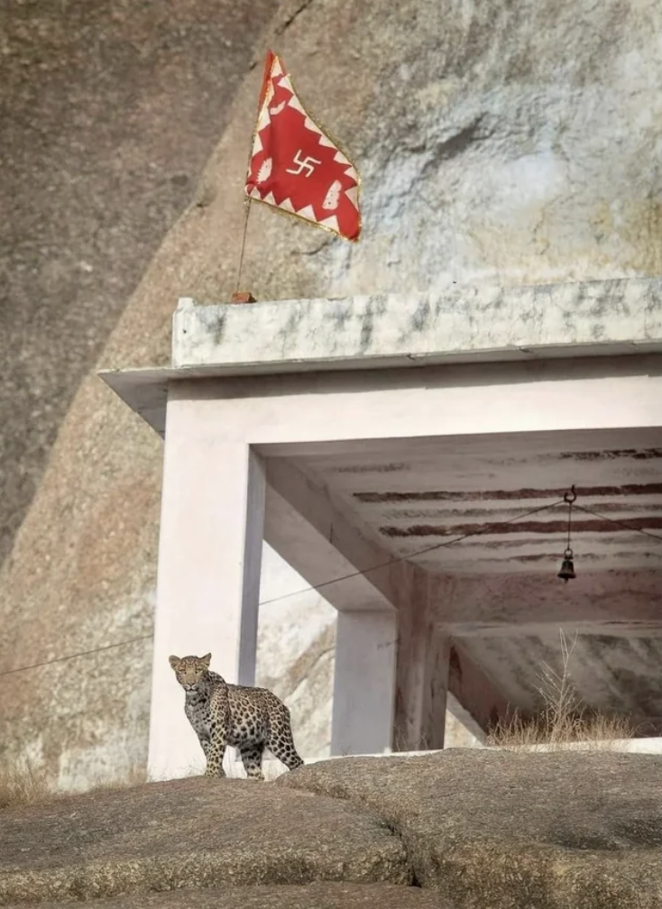jawai leopard temple -