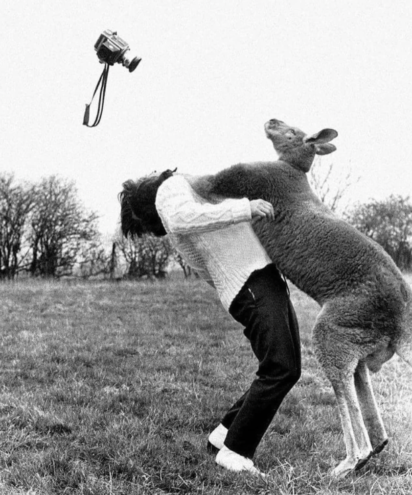 kangaroo hits photographer