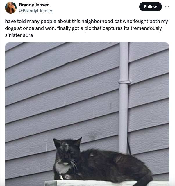 window - Brandy Jensen have told many people about this neighborhood cat who fought both my dogs at once and won. finally got a pic that captures its tremendously sinister aura