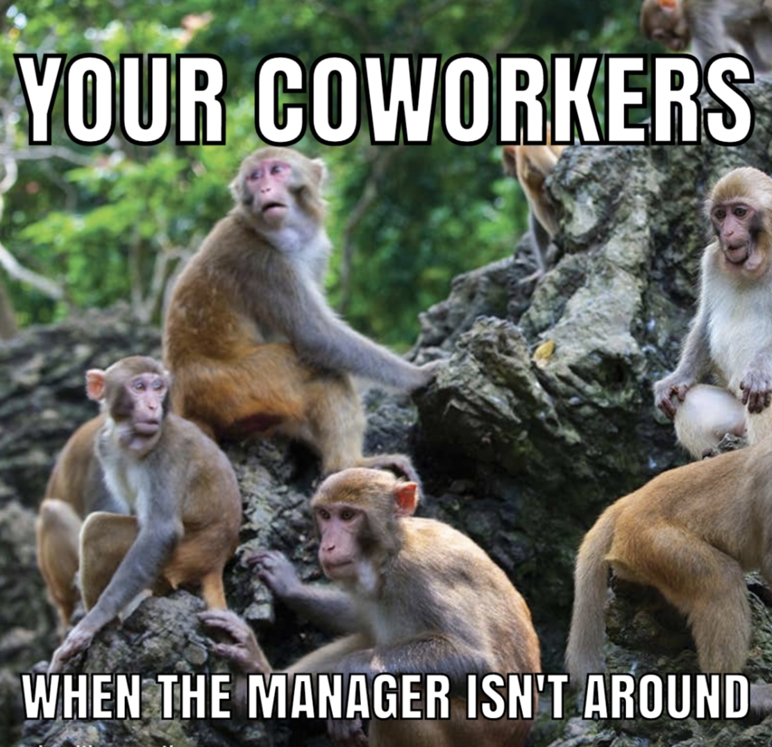 macaque - Your Coworkers When The Manager Isn'T Around