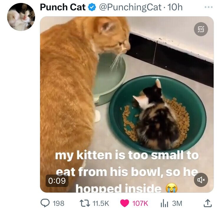 kitten - Punch Cat 10h . B my kitten is too small to eat from his bowl, so he hopped inside f 198 ili 3M