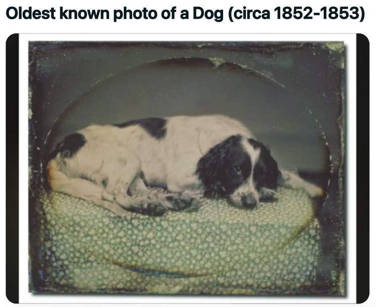 russian spaniel - Oldest known photo of a Dog circa 18521853